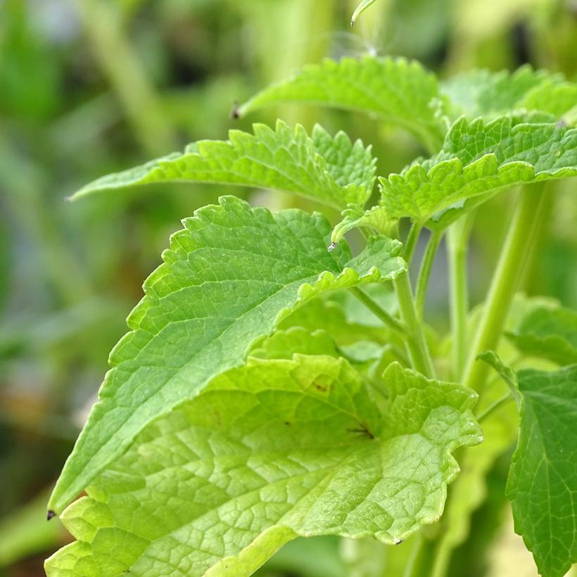 Agastache (Agastache Sun)