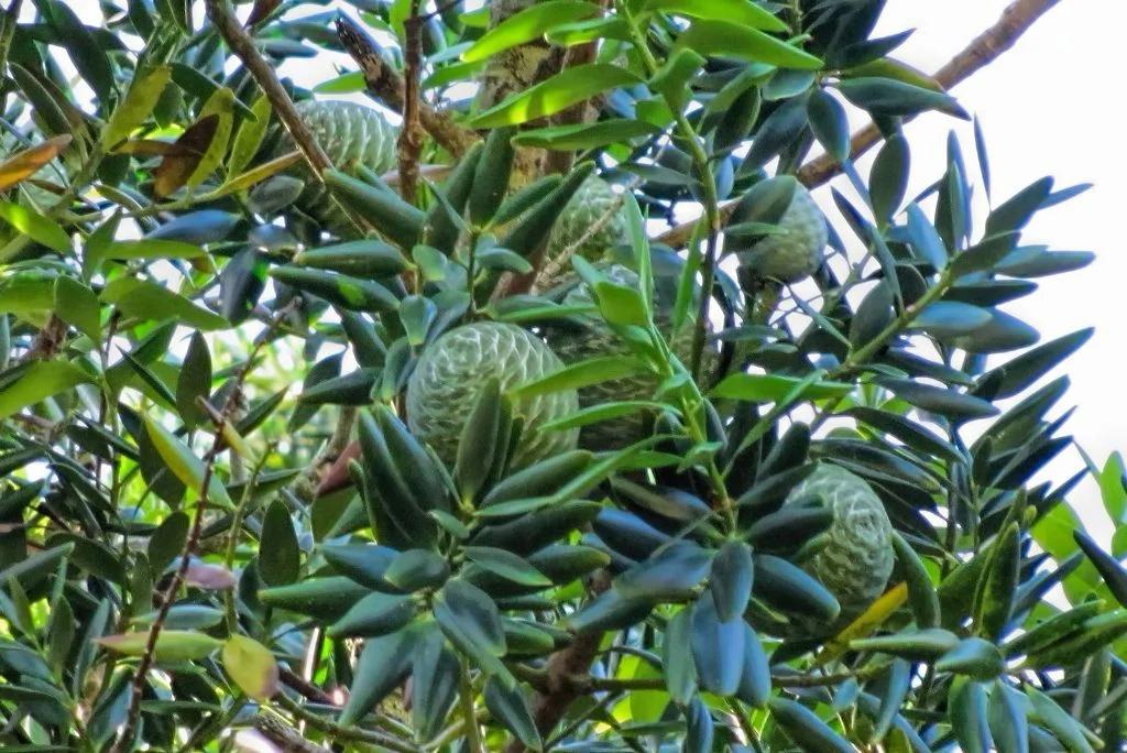 Agathis Robusta (Kauri Pine)