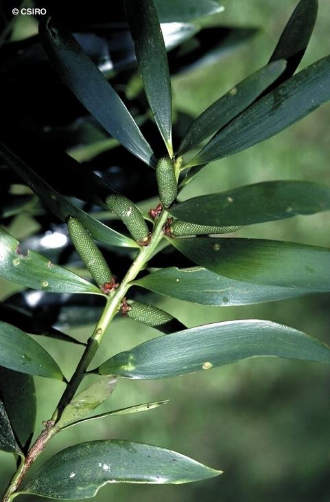 Agathis Robusta (Kauri Pine)
