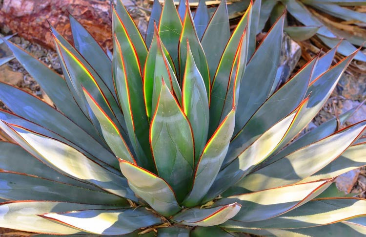 Agave attenuata x ocahui (Agave Blue Glow)