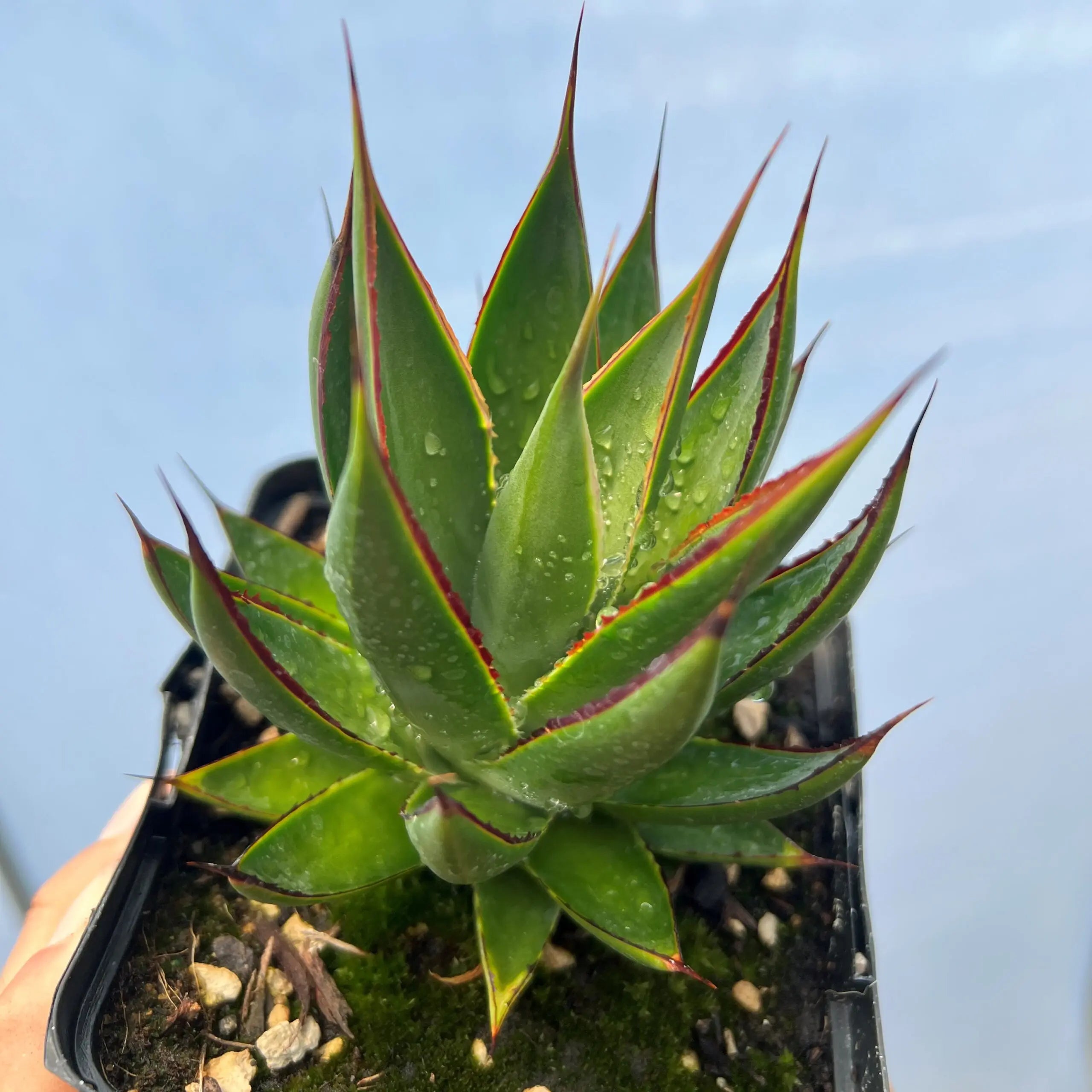 Agave ‘Green Glow’