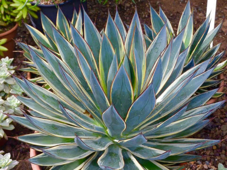 Snow Glow Agave – Striking Variegated Foliage