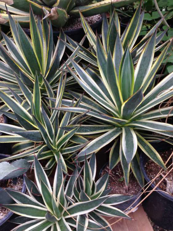 Agave ‘Snow Glow’ (Variegated Agave)