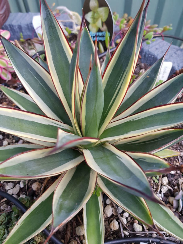 Agave ‘Snow Glow’ (Variegated Agave)