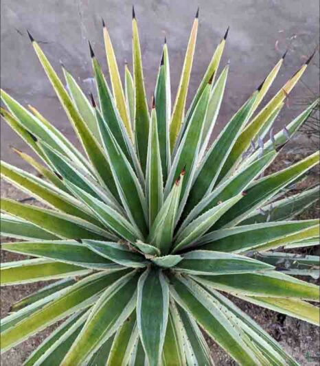 Agave angustifolia ‘Marginata’ (Variegated Caribbean Agave)