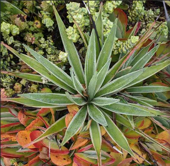 Agave angustifolia ‘Marginata’ (Variegated Caribbean Agave)