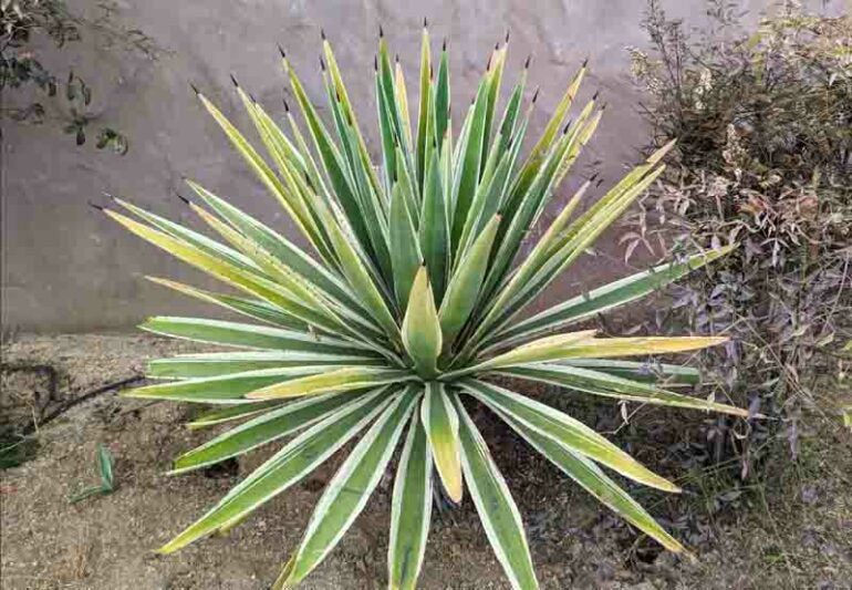 Agave angustifolia ‘Marginata’ (Variegated Caribbean Agave)