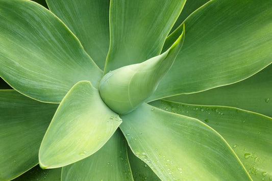 Agave Attenuata