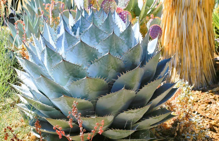 Agave parrasana – Compact Century Plant