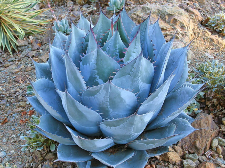 Agave parrasana – Compact Century Plant