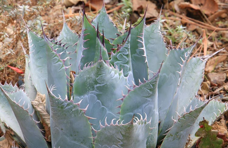 Agave parrasana – Compact Century Plant