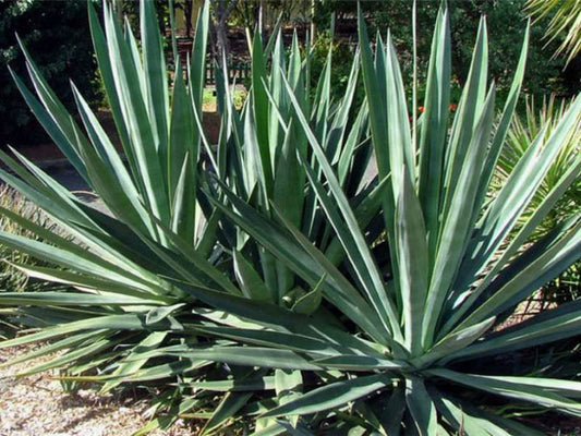 Agave sisalana (Sisal Agave)