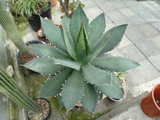 Agave titanota (Titanota Agave)