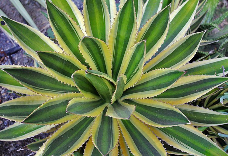 Agave lophantha 'Quadricolor' (Quadricolor Agave)