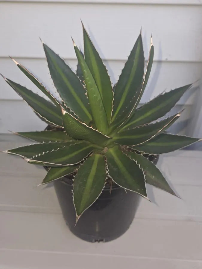 Agave Univittata 'Splendida' (Splendida Agave)