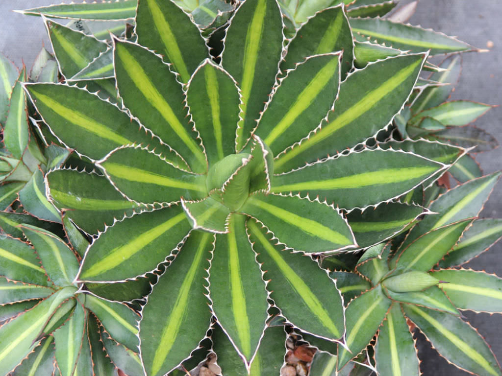 Agave Univittata 'Splendida' (Splendida Agave)