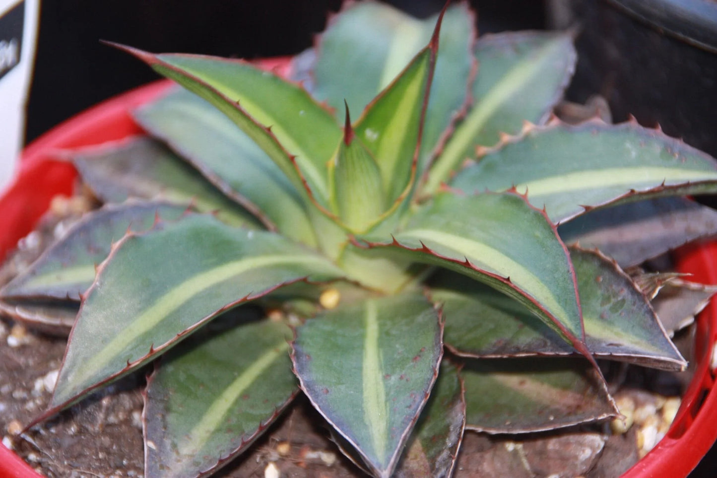 Agave Univittata 'Splendida' (Splendida Agave)