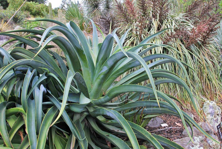 Agave vilmoriniana (Octopus Agave)