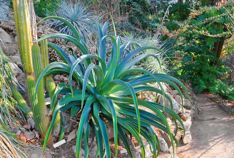 Agave vilmoriniana (Octopus Agave)