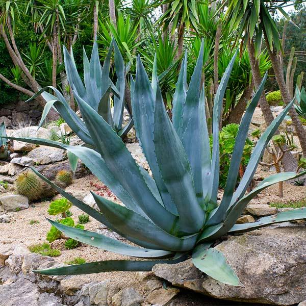 Agave Americana ‘Blue’ (Blue Century Plant)