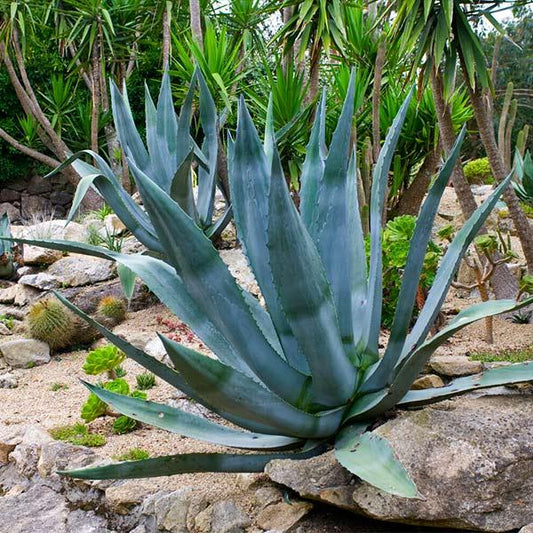 Agave Americana ‘Blue’ (Blue Century Plant)