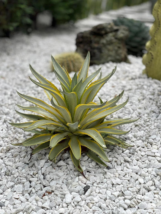 Agave Desmettiana (Galactic Traveller)