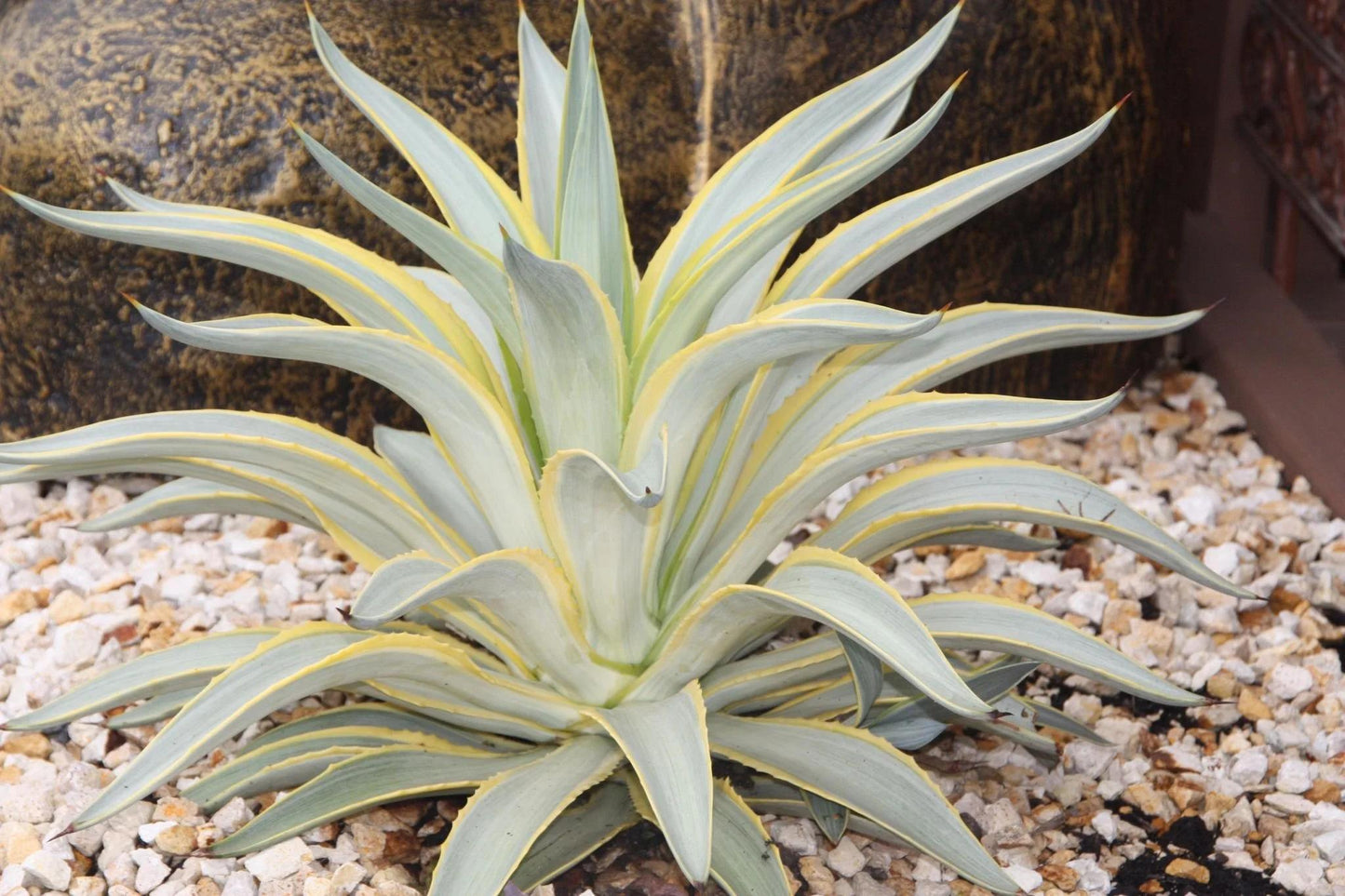 Agave Desmettiana (Galactic Traveller)