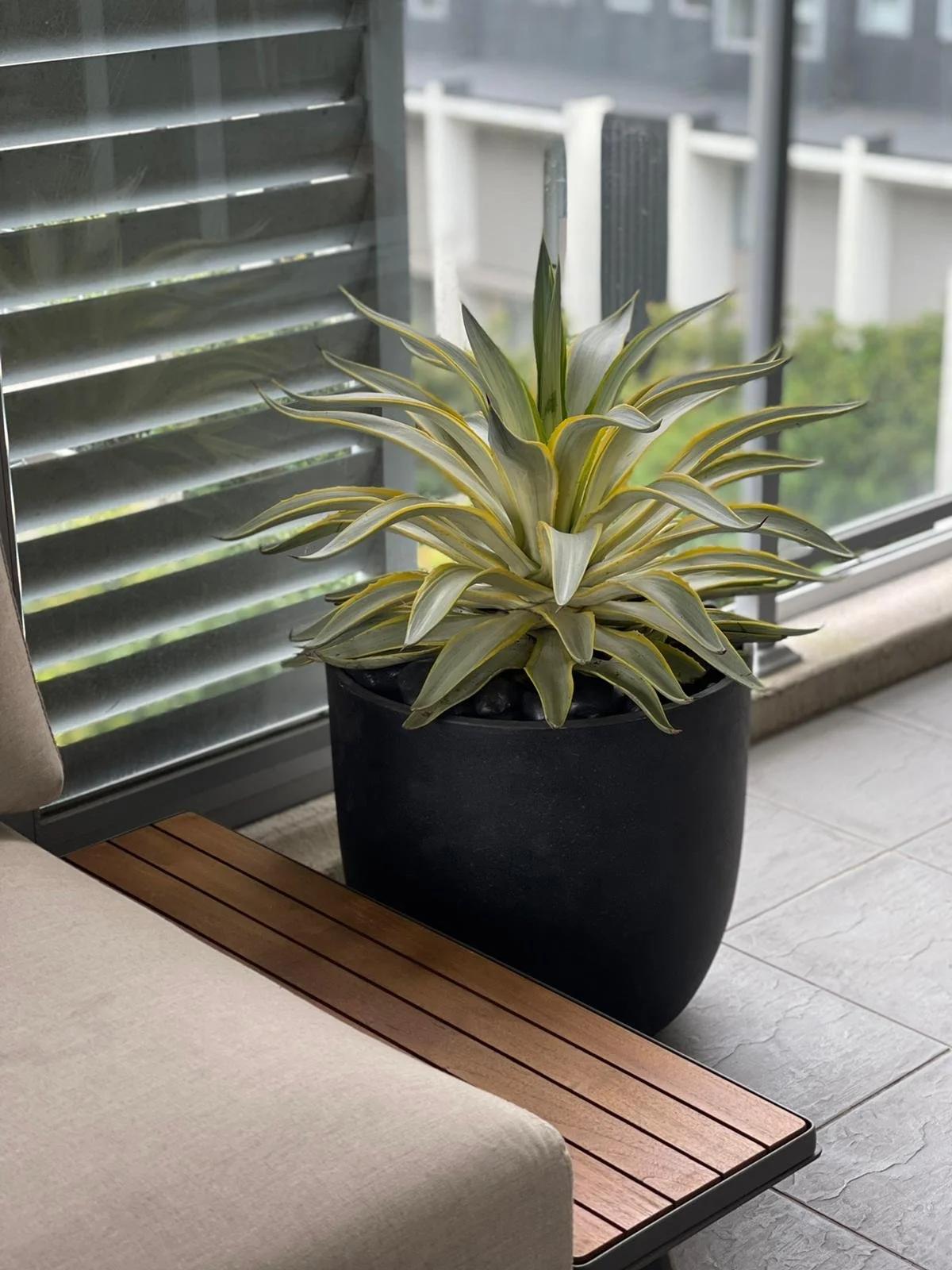 Agave Desmettiana (Galactic Traveller)