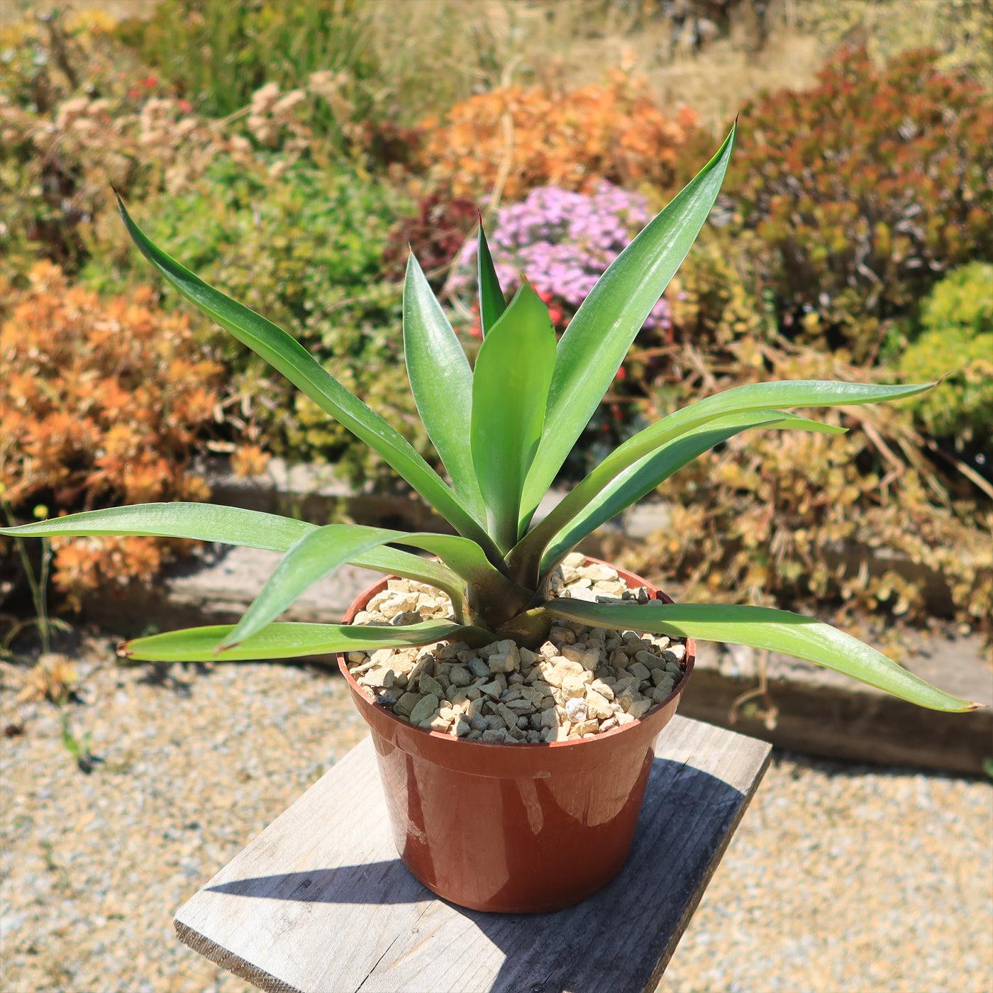 Agave Desmettiana (Smooth Agave)