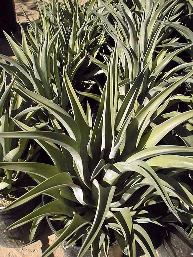 Agave Desmettiana (Smooth Agave)