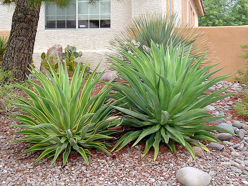 Agave Desmettiana (Smooth Agave)