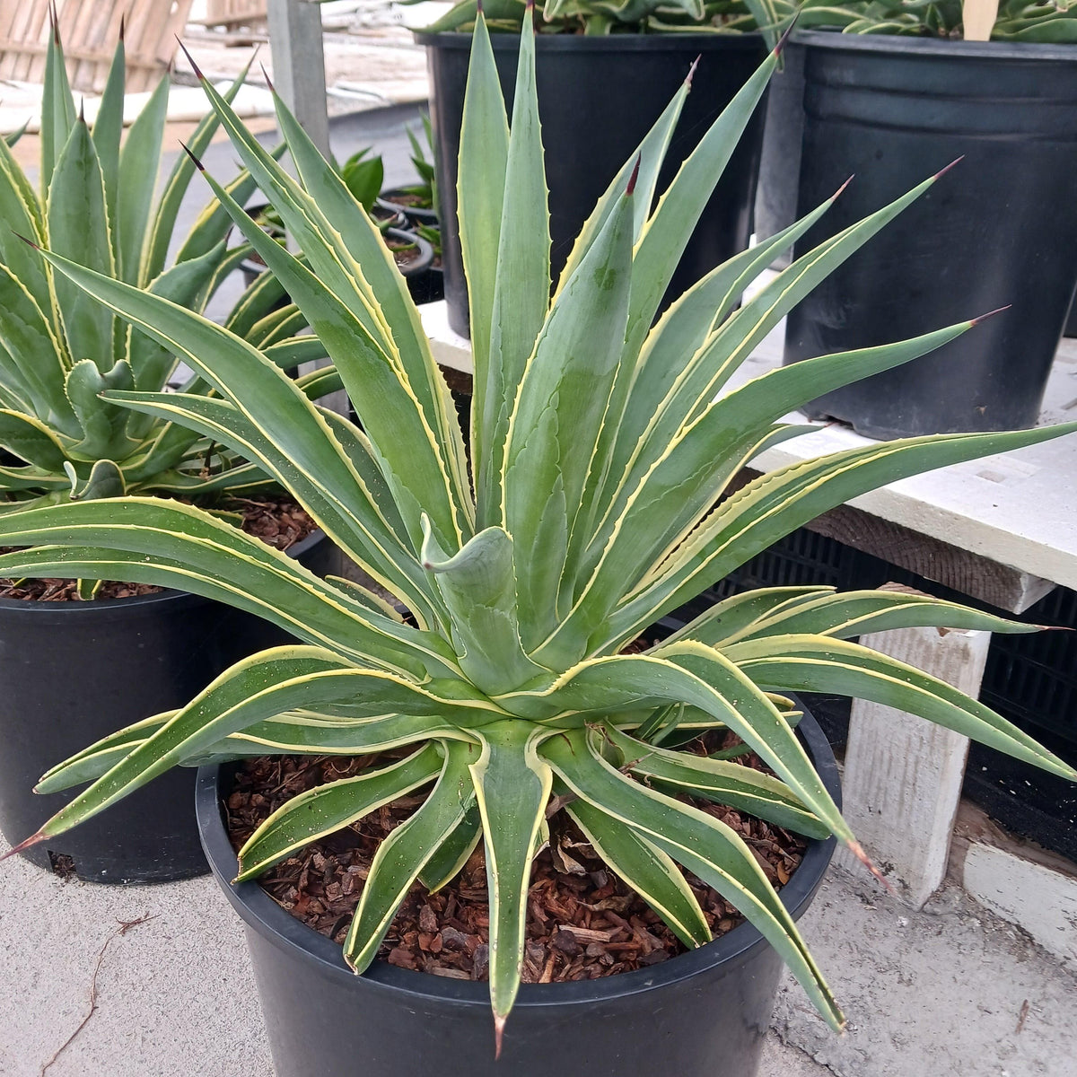 Agave Desmettiana ‘Variegata’ (Variegated Smooth Agave)