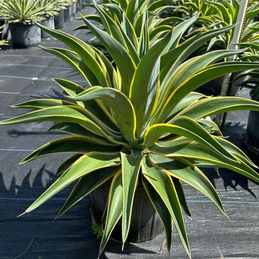 Agave Desmettiana ‘Variegata’ (Variegated Smooth Agave)
