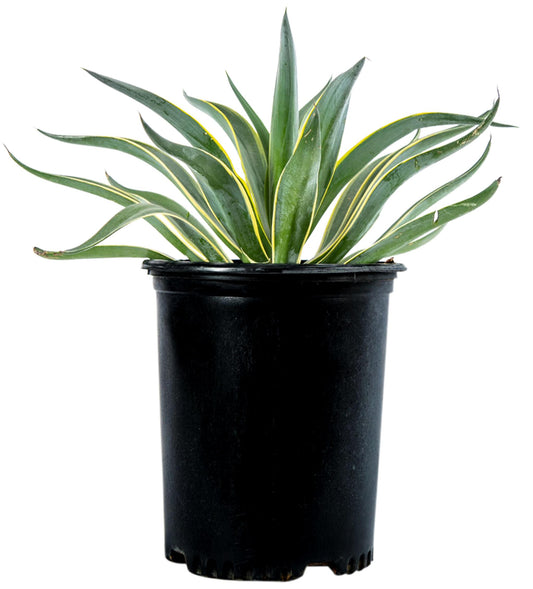 Agave Desmettiana ‘Variegata’ (Variegated Smooth Agave)