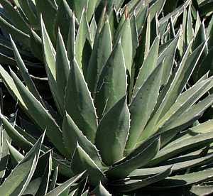 Agave Ghiesbreghtii ( Ghiesbreght’s Agave )