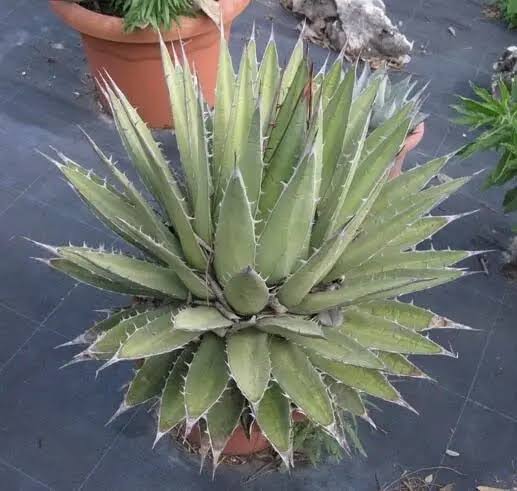 Agave Ghiesbreghtii ( Ghiesbreght’s Agave )