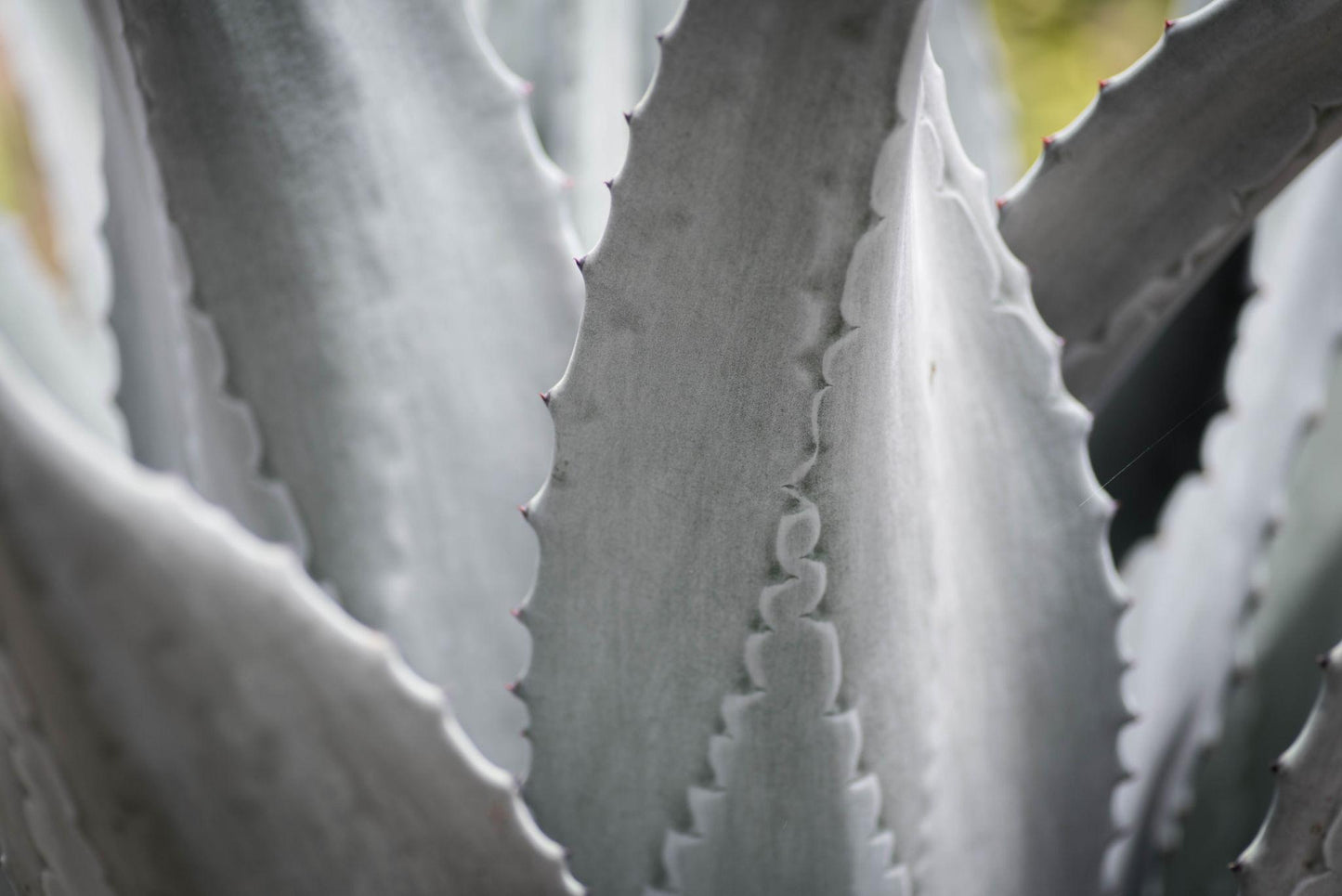 Agave Ghiesbreghtii ‘Purpusorum’ (Purpus Agave)