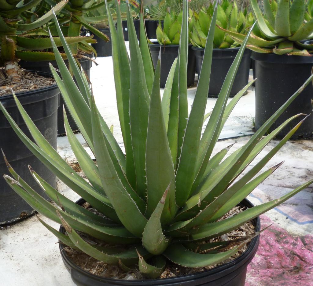 Agave Ghiesbreghtii ‘Purpusorum’ (Purpus Agave)