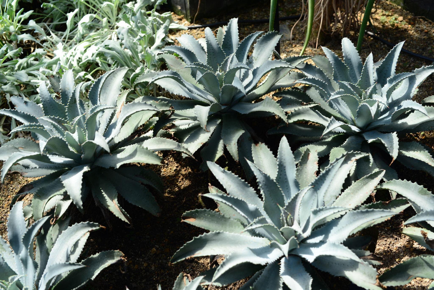 Agave Ghiesbreghtii ‘Purpusorum’ (Purpus Agave)