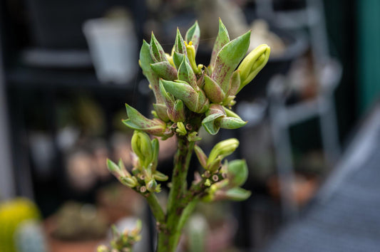 Agave Ghiesbreghtii ‘Purpusorum’ (Purpus Agave)