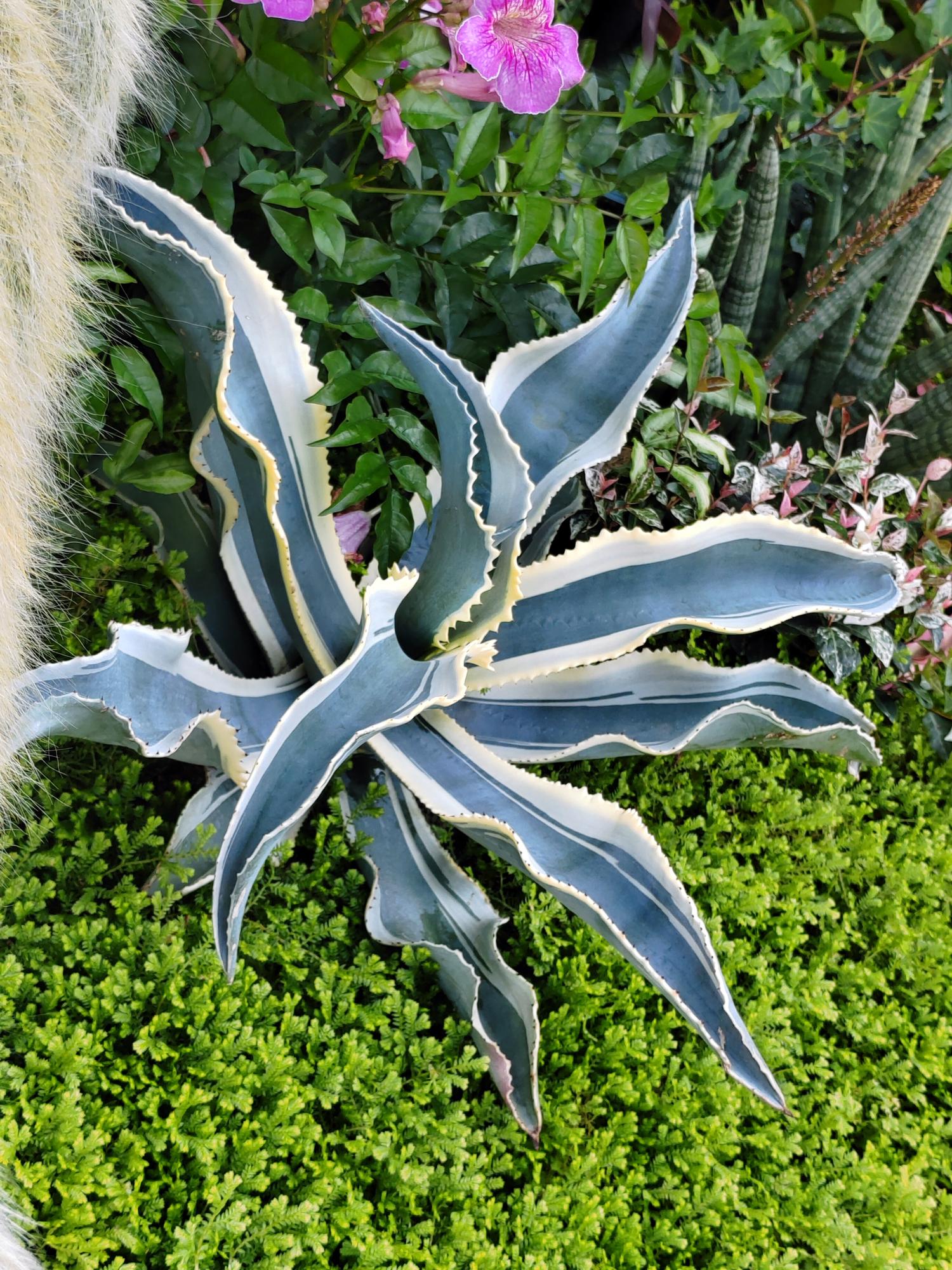 Agave Gypsophila (Ivory Curl Agave)
