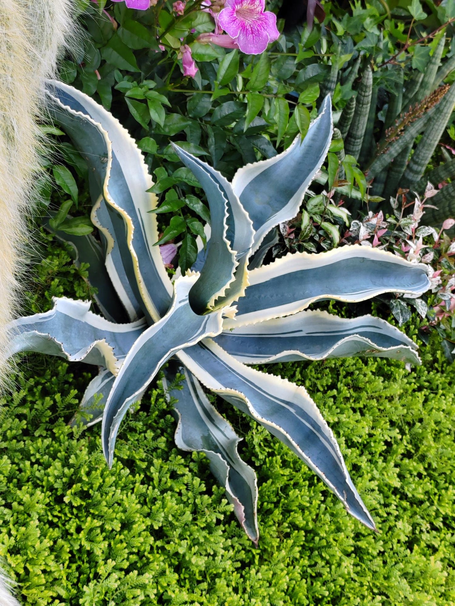 Agave Gypsophila (Ivory Curl Agave)