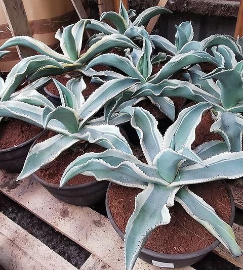 Agave Gypsophila (Ivory Curl Agave)
