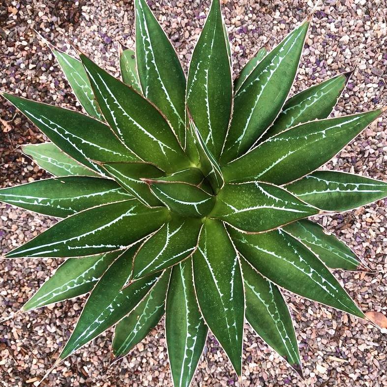 Agave Impressa (Impressed Agave)