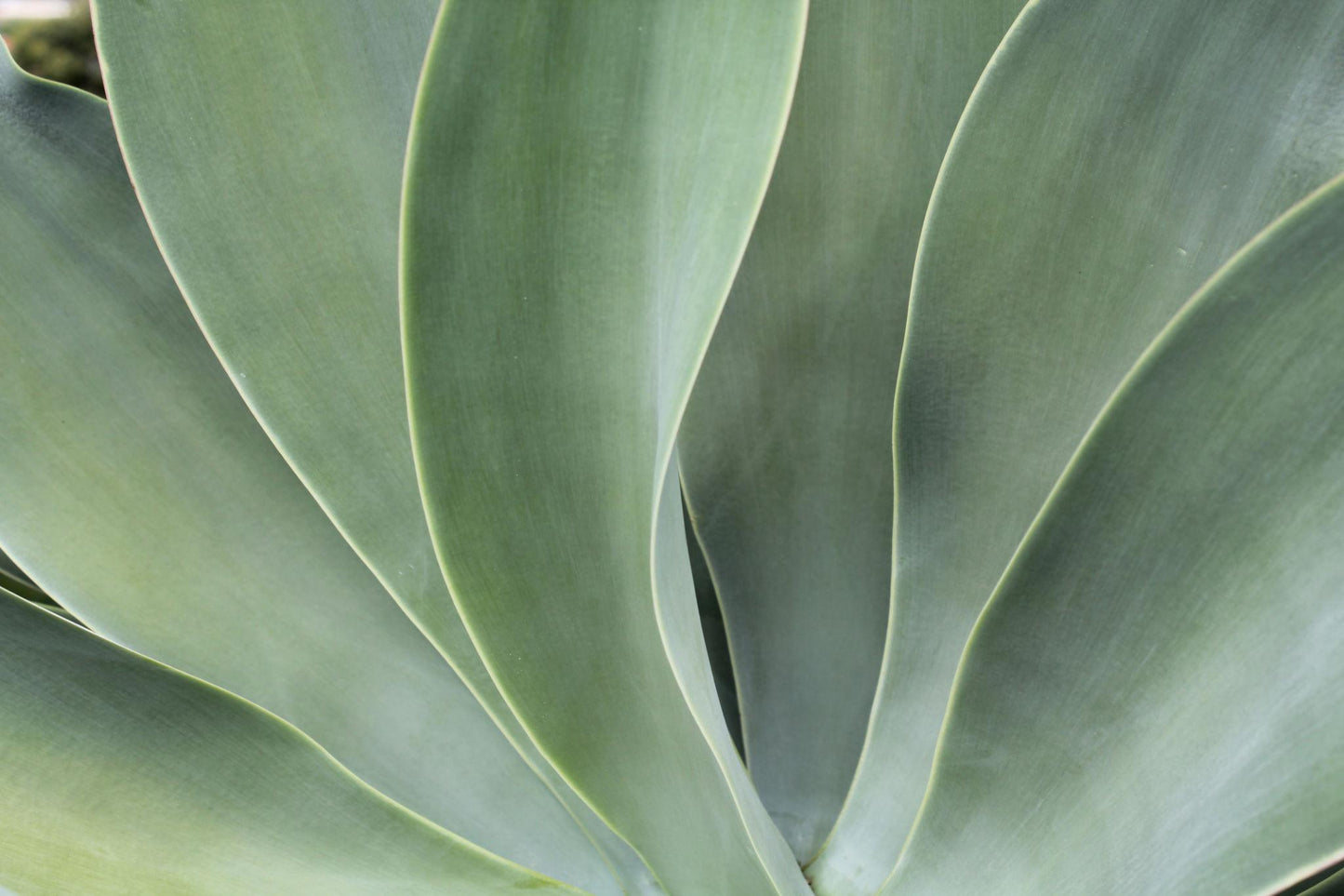 Agave Impressa (Impressed Agave)