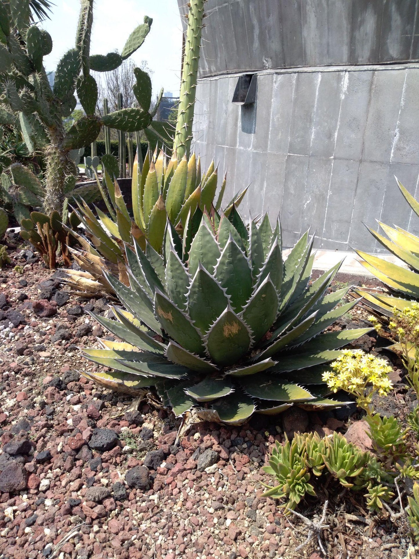 Agave Impressa (Impressed Agave)