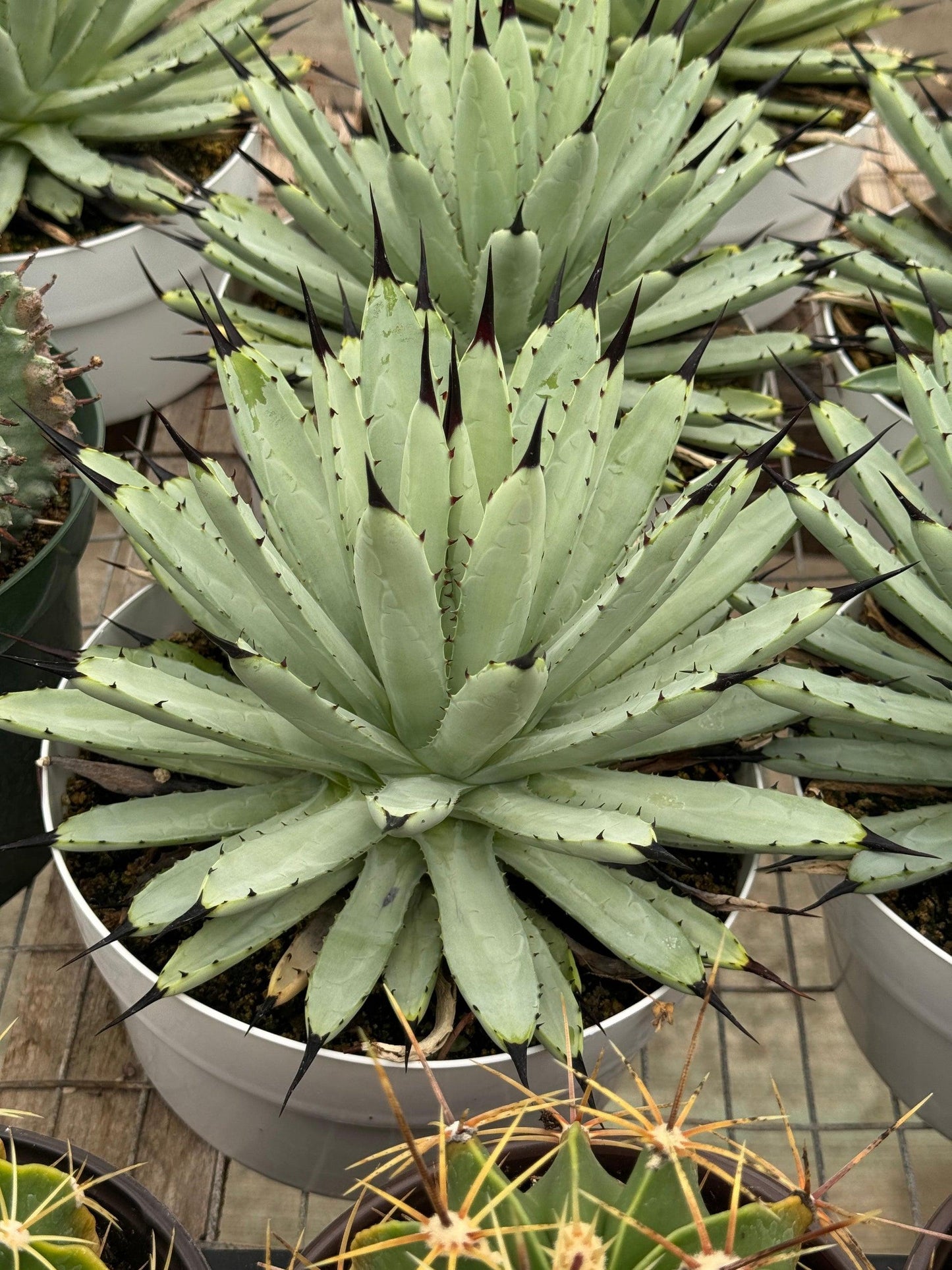 Agave Macroacantha (Black-Spined Agave)