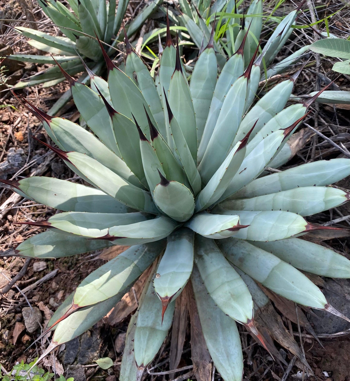 Agave Macroacantha (Black-Spined Agave)