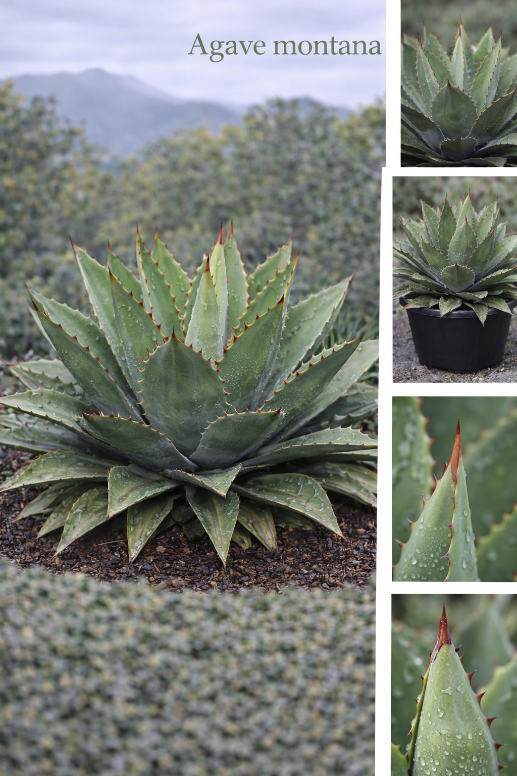 Agave Montana