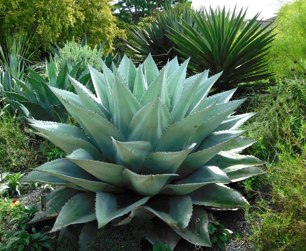 Agave Ovatifolia (Whale’s Tongue Agave)